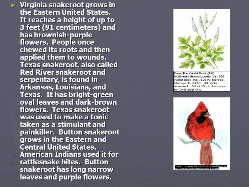 Virginia snakeroot grows in the Eastern United States.  It reaches a height of